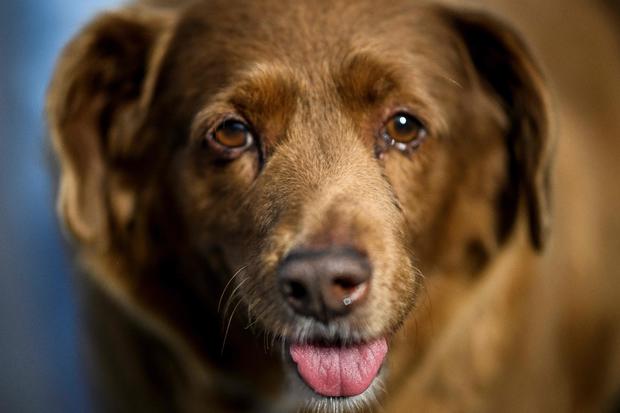 Bobi, the world’s oldest dog, dies at 31
