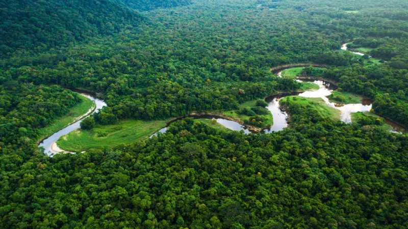 5 Special facts about Amazon forest
