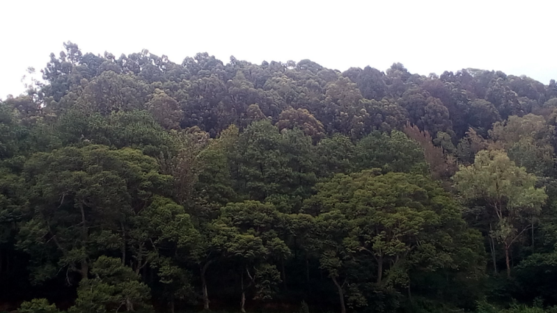 What you should know about Arboretum forest located in Huye
