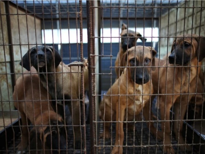 South Korea Passes law banning dog eating